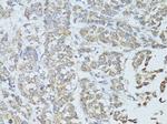 TEFM Antibody in Immunohistochemistry (Paraffin) (IHC (P))