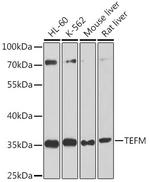 TEFM Antibody in Western Blot (WB)