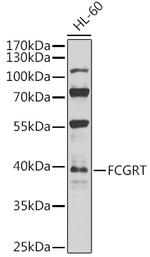 FCGRT Antibody in Western Blot (WB)