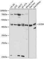 GCDH Antibody in Western Blot (WB)