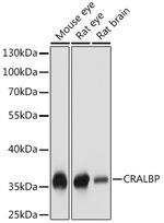 CRALBP Antibody in Western Blot (WB)