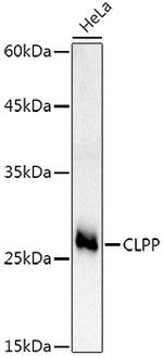 CLPP Antibody in Western Blot (WB)