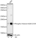 Phospho-Histone H2A.X (Ser139) Antibody in Western Blot (WB)