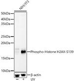 Phospho-Histone H2A.X (Ser139) Antibody in Western Blot (WB)