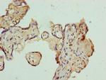 AZIN1 Antibody in Immunohistochemistry (Paraffin) (IHC (P))