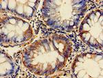 GPI Antibody in Immunohistochemistry (Paraffin) (IHC (P))