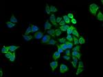 COX5A Antibody in Immunocytochemistry (ICC/IF)