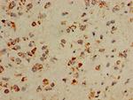 COX5A Antibody in Immunohistochemistry (Paraffin) (IHC (P))