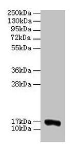 COX5A Antibody in Western Blot (WB)