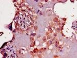 CD33 Antibody in Immunohistochemistry (Paraffin) (IHC (P))