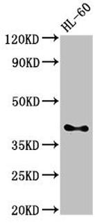 CD33 Antibody in Western Blot (WB)