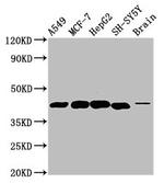 DLK1 Antibody in Western Blot (WB)