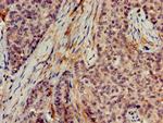 DNAJB2 Antibody in Immunohistochemistry (Paraffin) (IHC (P))