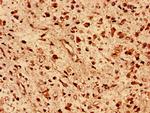 DNAJB5 Antibody in Immunohistochemistry (Paraffin) (IHC (P))