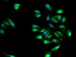 HuD Antibody in Immunocytochemistry (ICC/IF)