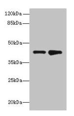 HuD Antibody in Western Blot (WB)