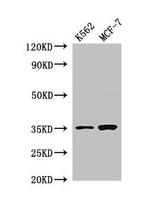 EN2 Antibody in Western Blot (WB)