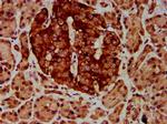 ETV5 Antibody in Immunohistochemistry (Paraffin) (IHC (P))