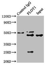 Flotillin 1 Antibody in Western Blot (WB)