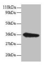 TSTA3 Antibody in Western Blot (WB)