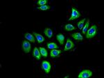 GFR alpha-1 Antibody in Immunocytochemistry (ICC/IF)