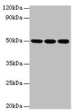 HAT1 Antibody in Western Blot (WB)