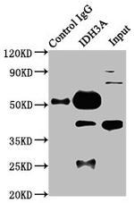 IDH3A Antibody in Western Blot (WB)