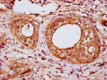 IRX6 Antibody in Immunohistochemistry (Paraffin) (IHC (P))