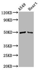 IRX6 Antibody in Western Blot (WB)