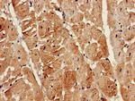 ATG13 Antibody in Immunohistochemistry (Paraffin) (IHC (P))