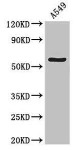 ATG13 Antibody in Western Blot (WB)