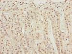 KPNA6 Antibody in Immunohistochemistry (Paraffin) (IHC (P))