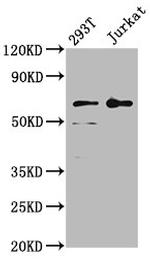 LILRB2 Antibody in Western Blot (WB)