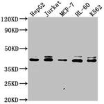 LSM11 Antibody in Western Blot (WB)