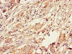 TIP47 Antibody in Immunohistochemistry (Paraffin) (IHC (P))