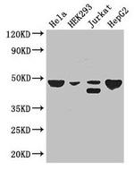 TIP47 Antibody in Western Blot (WB)