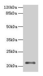 MOCS2 Antibody in Western Blot (WB)