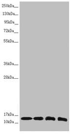 NDUFS6 Antibody in Western Blot (WB)