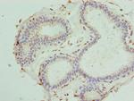 PDXK Antibody in Immunohistochemistry (Paraffin) (IHC (P))