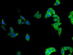 Oct-2 Antibody in Immunocytochemistry (ICC/IF)