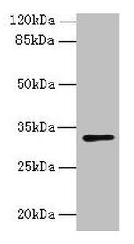 PPAP2C Antibody in Western Blot (WB)
