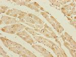 Cyclophilin F Antibody in Immunohistochemistry (Paraffin) (IHC (P))