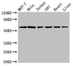 SOCS7 Antibody in Western Blot (WB)