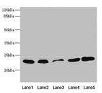 TIMM23 Antibody in Western Blot (WB)