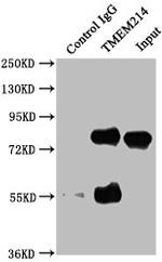 TMEM214 Antibody in Western Blot (WB)