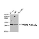 14-3-3 gamma Antibody in Western Blot (WB)