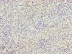 ZBTB48 Antibody in Immunohistochemistry (Paraffin) (IHC (P))