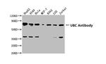 Ubiquitin Antibody in Western Blot (WB)