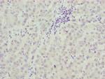 TAF5 Antibody in Immunohistochemistry (Paraffin) (IHC (P))