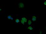 PSMD6 Antibody in Immunocytochemistry (ICC/IF)